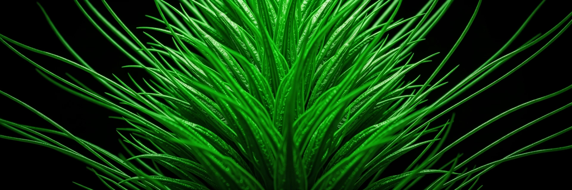 Botanical detail representing raw data purity